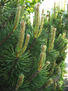 Verde - Verde