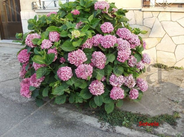 Hortensias