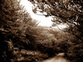 Camino en sepia (30x40)