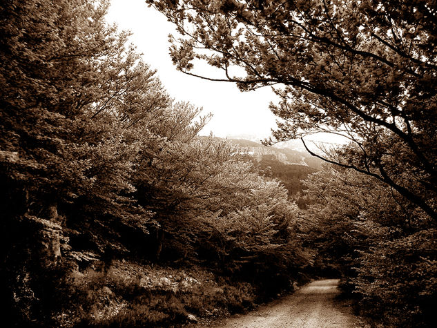 Camino en sepia (30x40) Naturaleza Blanco y Negro (Digital)