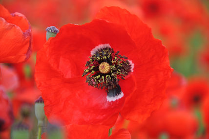 Amapolas III