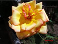 Rosa hermosa