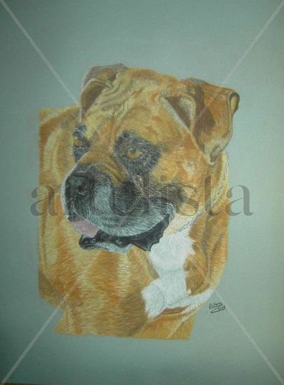 Boxer Pastel Papel Animales