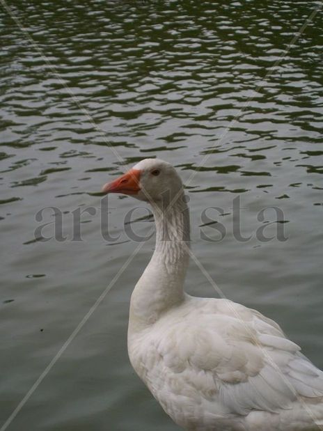 Pato