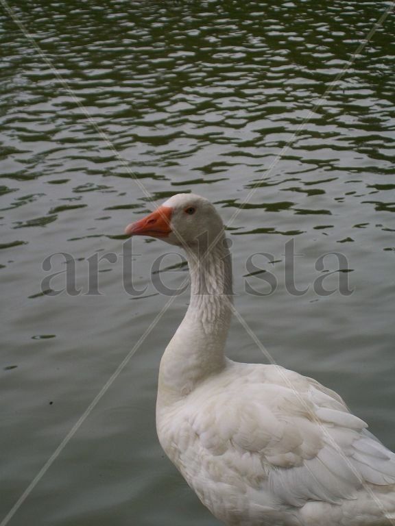 Pato