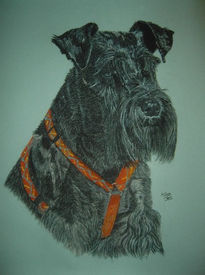 Schnauzer