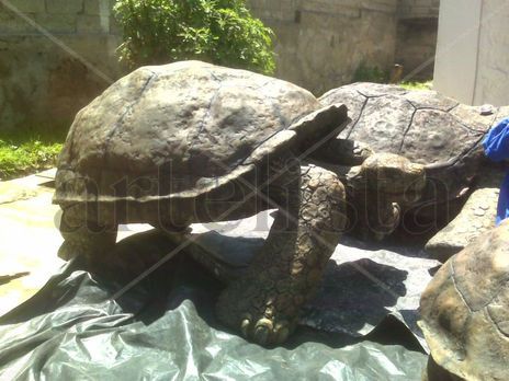 Esculturas tortugas...