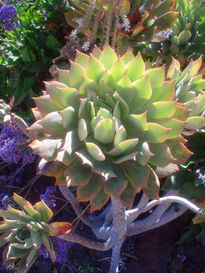 Flora Canaria