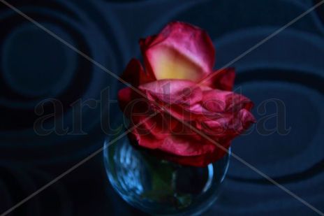 Rosa-paloma