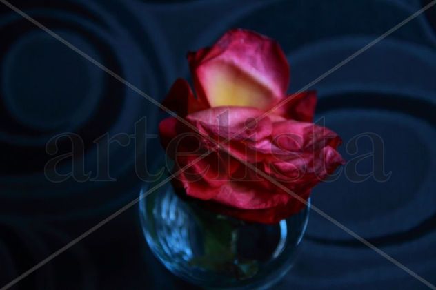 Rosa-paloma
