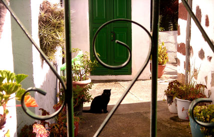 Masca miau