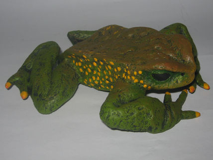 Sapo verde