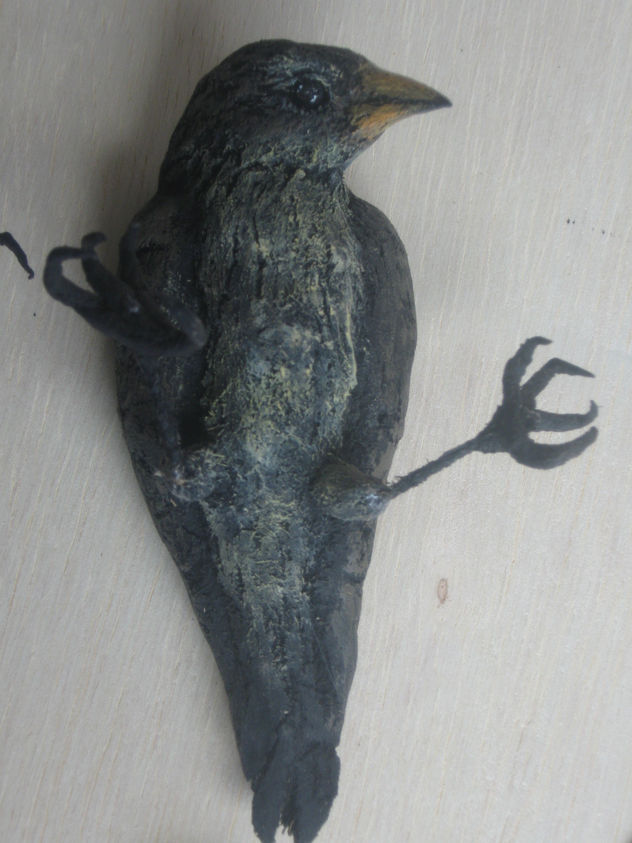 PINZON DE GALAPAGOS