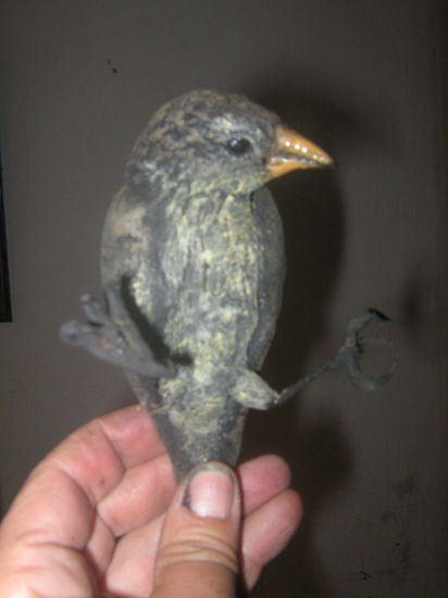 PINZON DE GALAPAGOS 