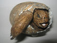 TORTUGA GALAPAGOS BEBE