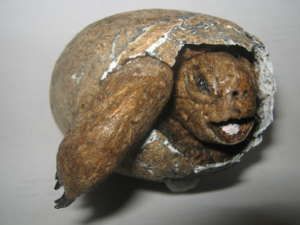 Tortuga galapagos bebe