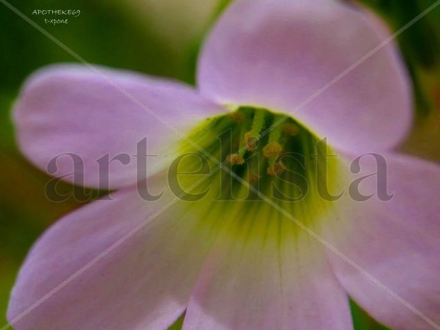 Macro