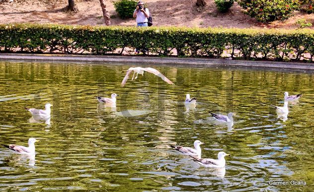 Objetivo Gaviotas