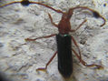 Paromoeocerus barbicornis- Coleoptera - Cerambycidae  -  INSECTOS DE ARGENTINA