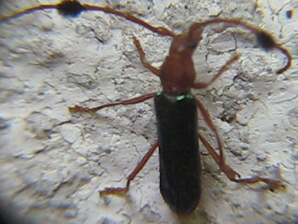 Paromoeocerus...