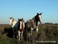 Tres pelajes