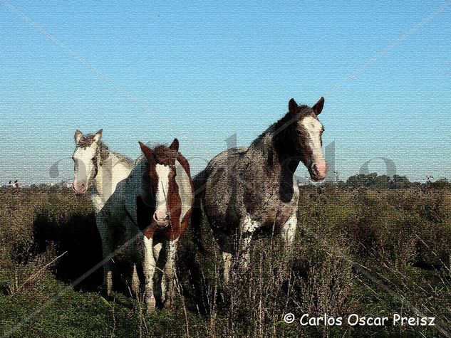 TRES PELAJES Nature Color (Digital)