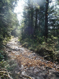 Río de mariposas