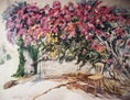 Bouganvillea