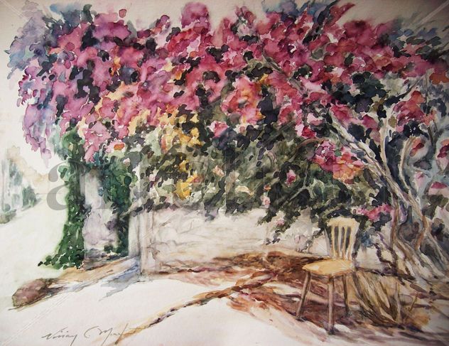 Bouganvillea