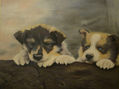 CACHORROS