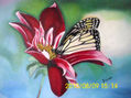 Mariposa Tropical