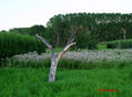 Dehesas El Bierzo árbol seco