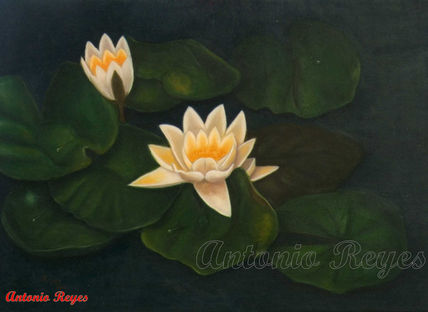 Nenufares