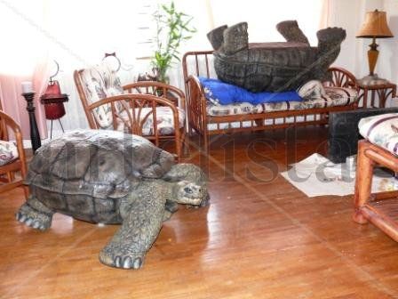 TORUGAS GIGANTES GALAPAGOS