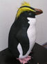 PINGUINO NEW ZELAND