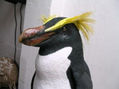 PINGUINO NEW ELAND