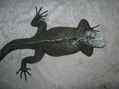 IGUANA GALAPAGOS