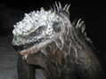 IGUANA MARINA GALAPAGOS