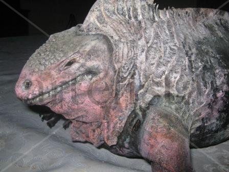 IGUANAN ROSADA