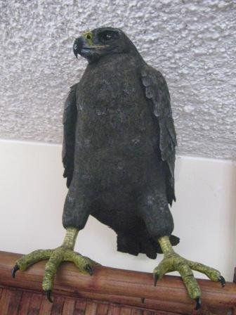 Gavilan de galapagos
