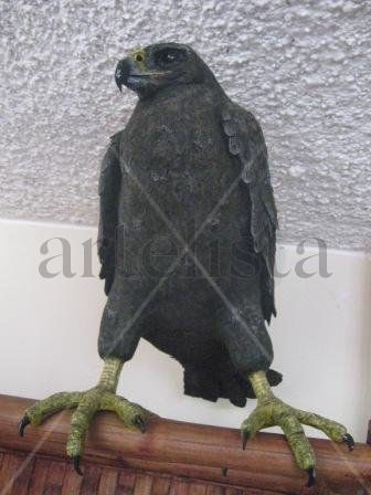 GAVILAN DE GALAPAGOS