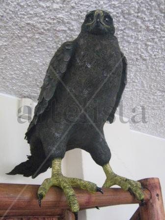 GAVILAN DE GALAPAGOS