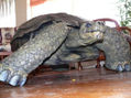 TORTUGA DE GALAPAGOS GIGANTE