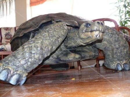 TORTUGA DE GALAPAGOS GIGANTE 