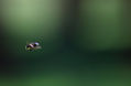 Cazando moscas al vuelo