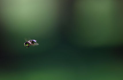 Cazando moscas al...