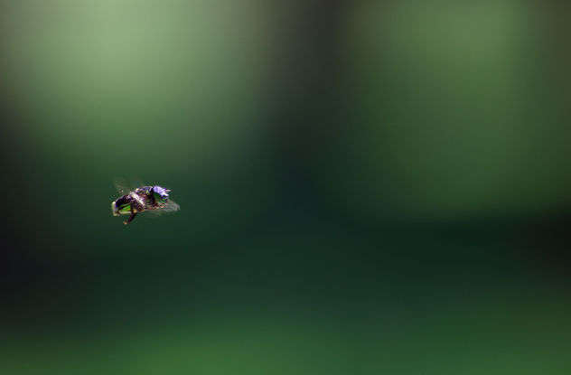 Cazando moscas al vuelo