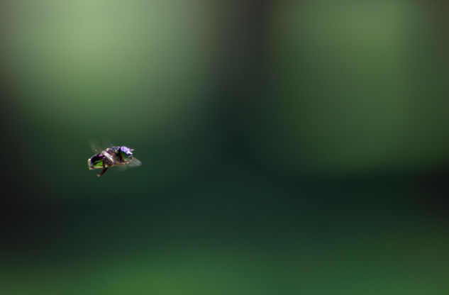 Cazando moscas al vuelo 