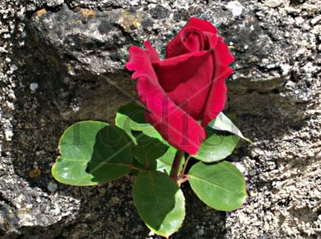 Rosa  contra  el  muro