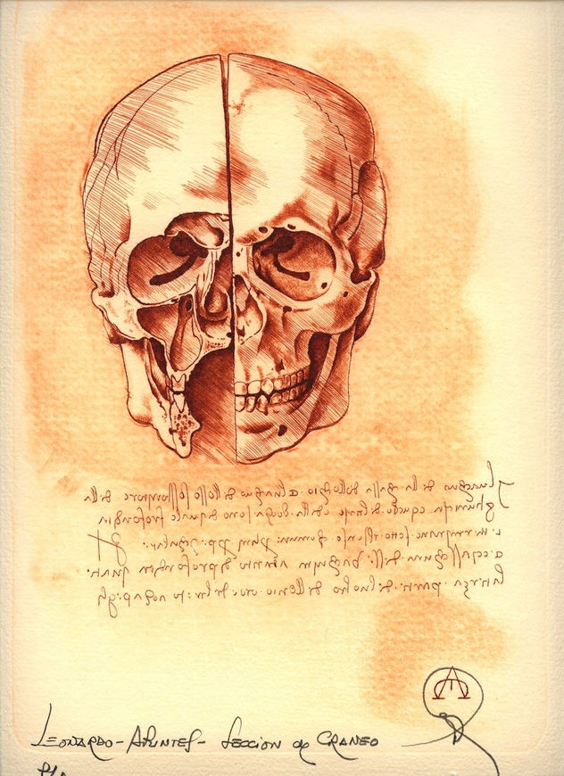 Leonardo da Vinci - Apuntes - sección de craneo
